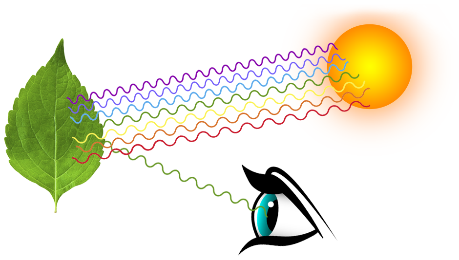 What are colours and how do we see them? AKSHARA YOUR TRUE EXAM PARTNER